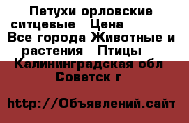 Петухи орловские ситцевые › Цена ­ 1 000 - Все города Животные и растения » Птицы   . Калининградская обл.,Советск г.